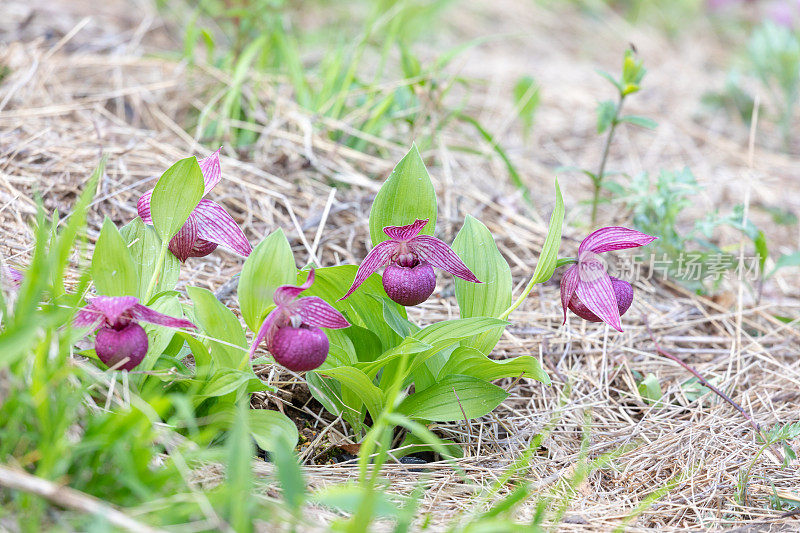 Large-flowered凤仙花、日本