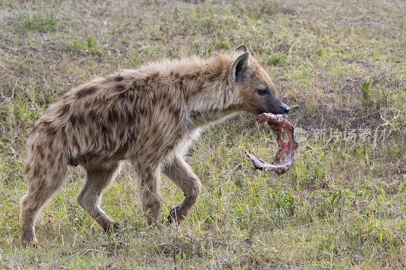 非洲，鬣狗用骨头走路