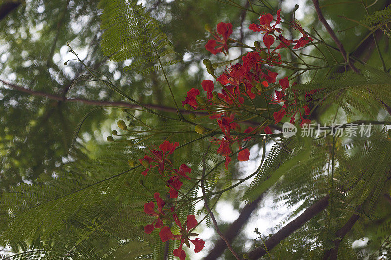 凤凰花(凤凰花)