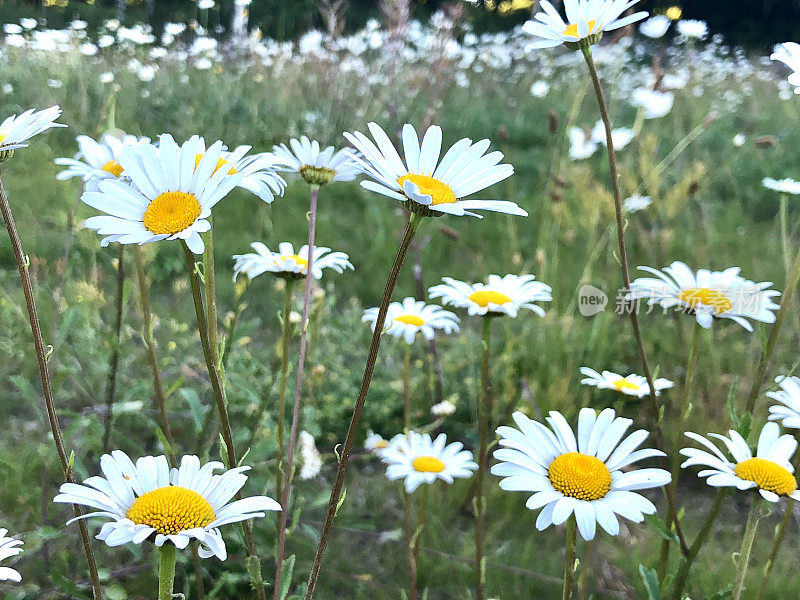 雏菊花