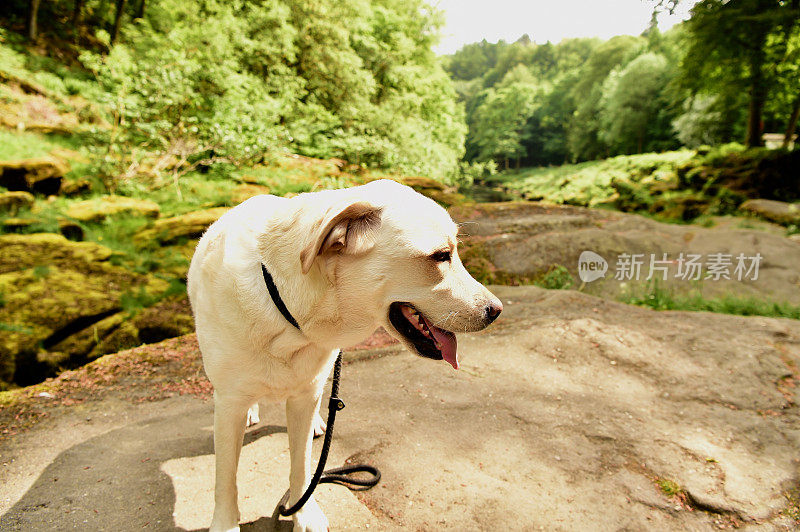 拉布拉多寻回犬