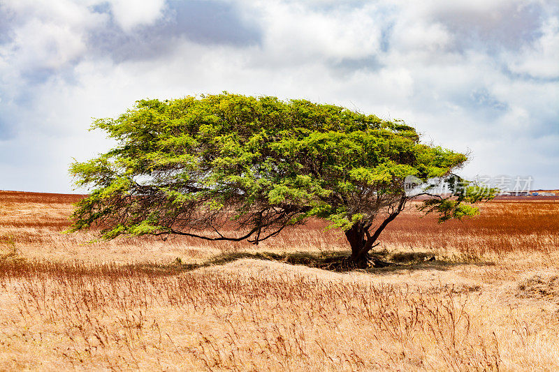 夏威夷南角大岛附近的一棵风形孤树