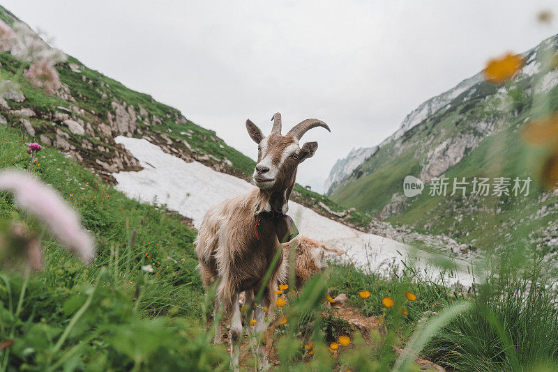 瑞士阿尔卑斯山牧场上的羊