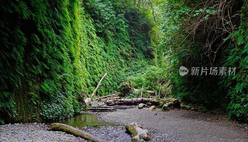 蕨类植物峡谷峡谷