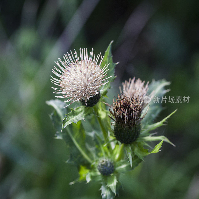 有白花的田蓟