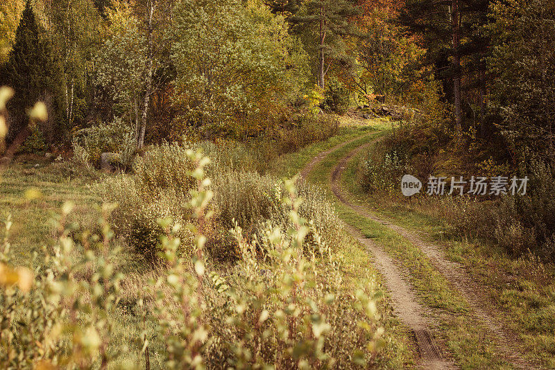 大自然在秋日的阳光下美丽的风景