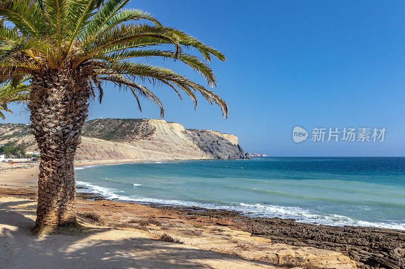 阳光明媚的日子里，葡萄牙拉各斯卢茨海滩沿岸的一棵棕榈树