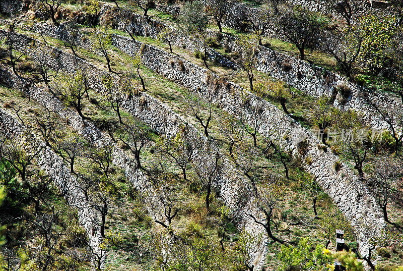 西班牙的梯田橄榄种植园