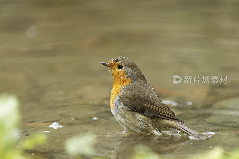 罗宾洗(红心rubecula)