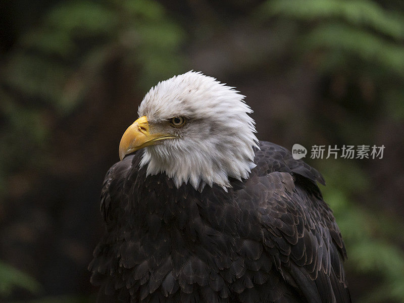 栖息在绿色背景下的秃鹰