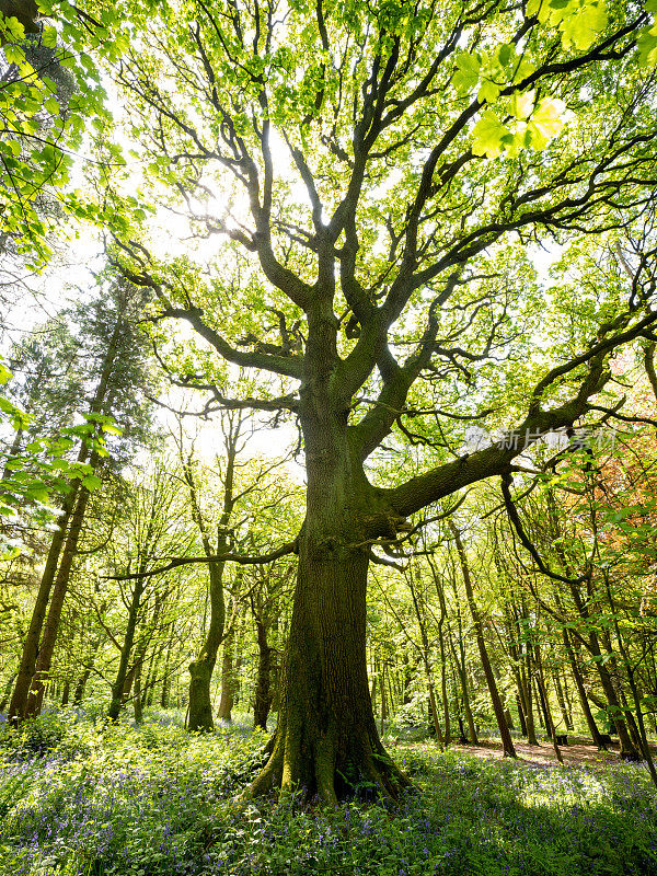 夏季林地景色与自然的背光和新鲜的绿色生长。摄于英格兰约克郡的树林里