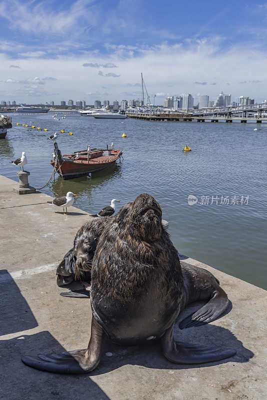 乌拉圭埃斯特角港口的海狮