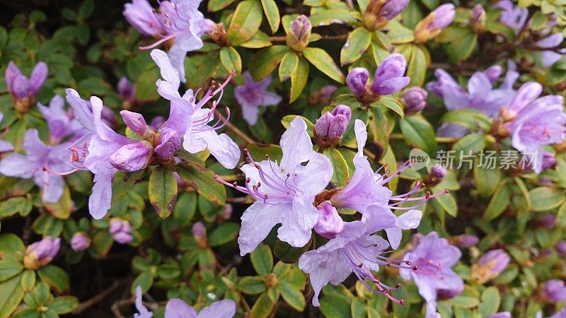 淡紫色的杜鹃花