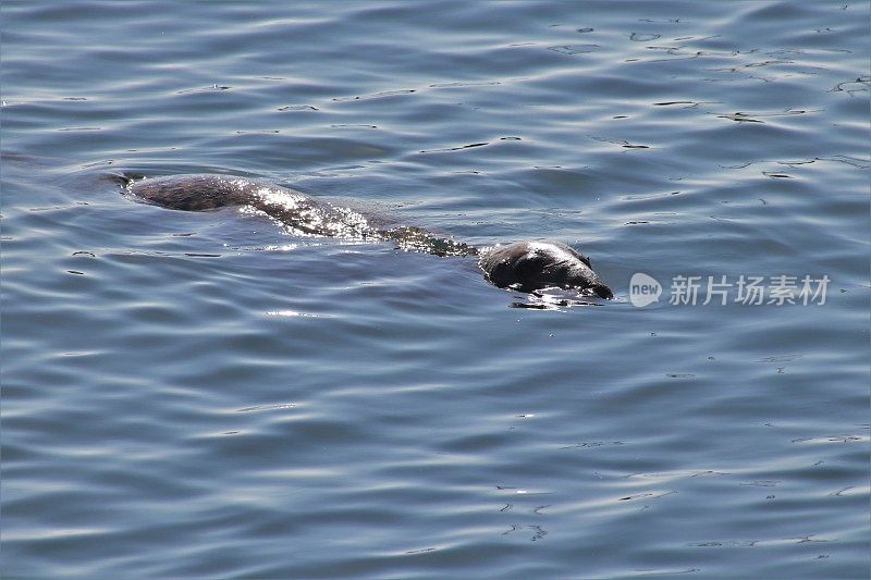 海豹在港口游泳