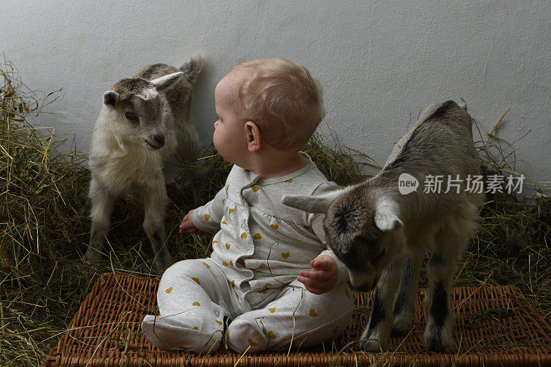 这个婴儿在和小山羊玩