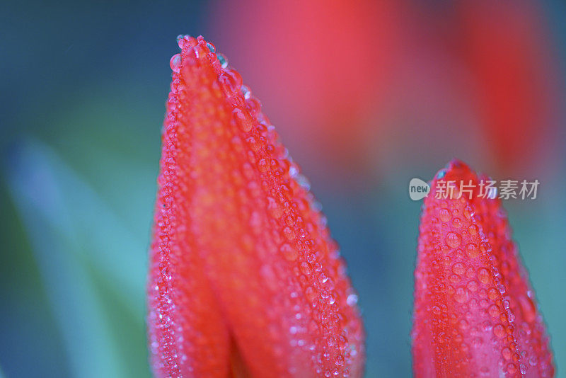 单朵郁金香与雨滴特写，加拿大