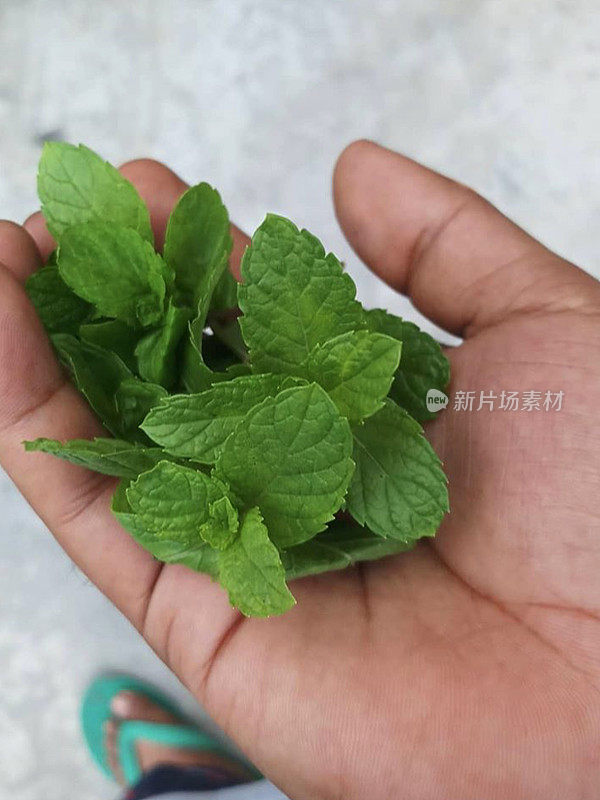 男人的手拿着新鲜的薄荷叶种植花盆，新鲜采摘的水果，蔬菜和香草花园沙拉配菜和夏季初莫吉托饮料，薄荷的嫩芽和小枝，本土的绿叶，草本显示在手掌