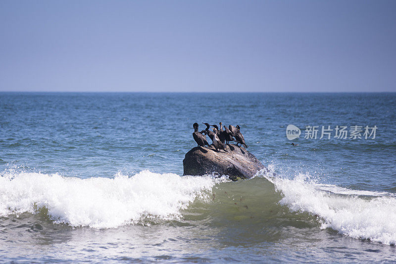 一群群海鸟站在海崖上