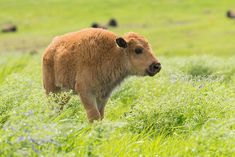 小牛野牛，高草草原保护区，俄克拉荷马州