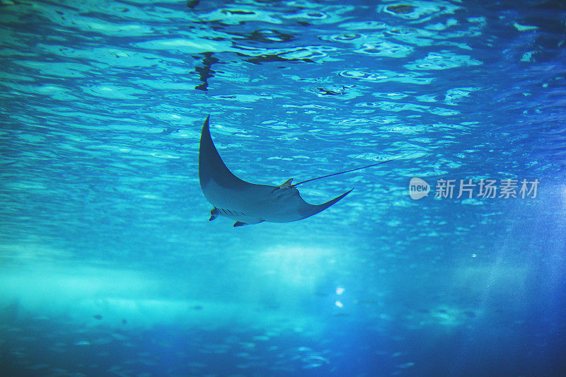 里斯本水族馆里的鱼