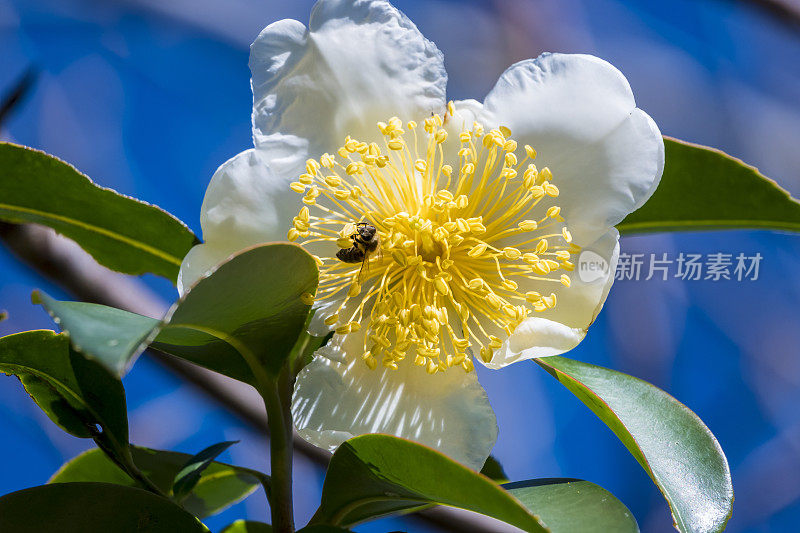 蜜蜂采集花粉