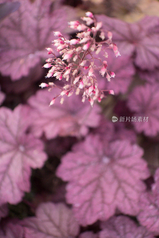 盛开的珊瑚钟(Heuchera)