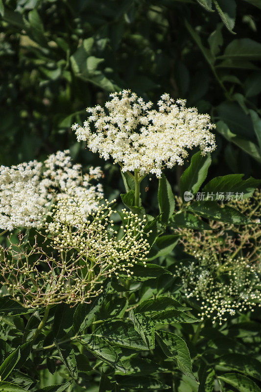 老布什花