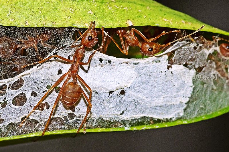 蚂蚁咬树叶，筑窝。