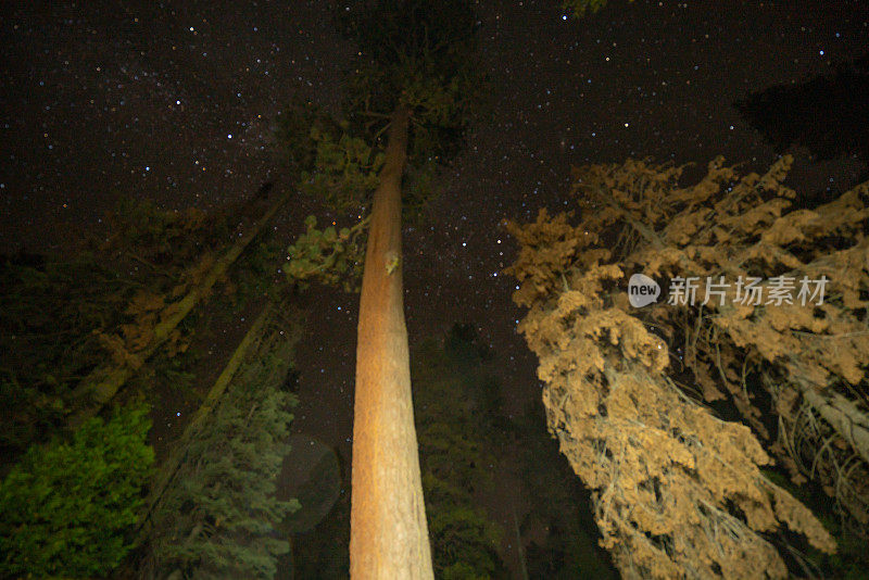 低角度视野，夜景松树在森林