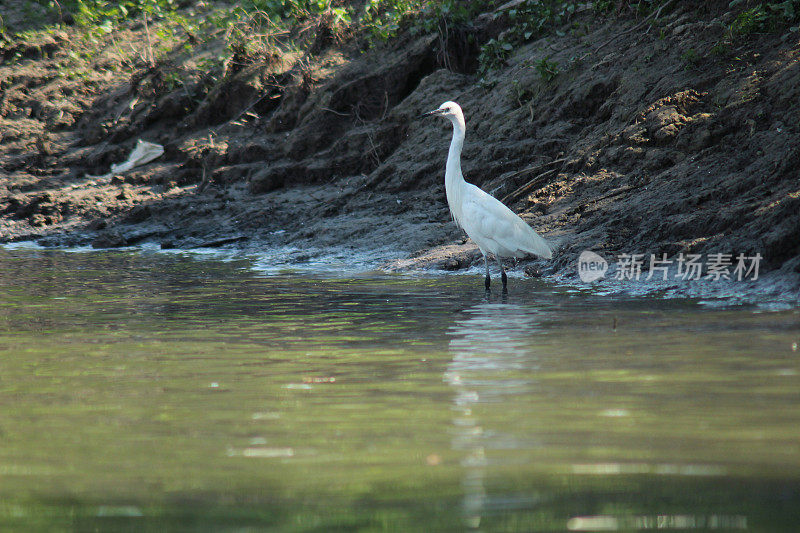 白鹭鸟