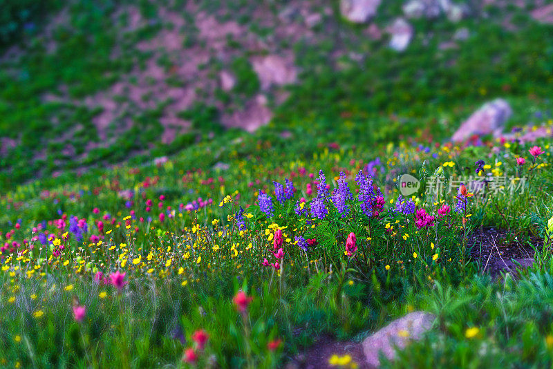 夏日野花遍地的山野草地