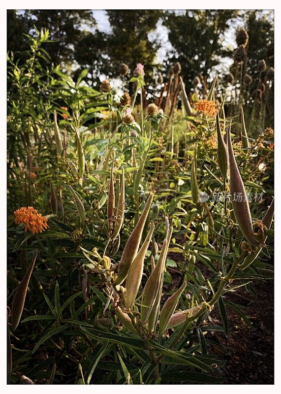 蝴蝶草和种子荚