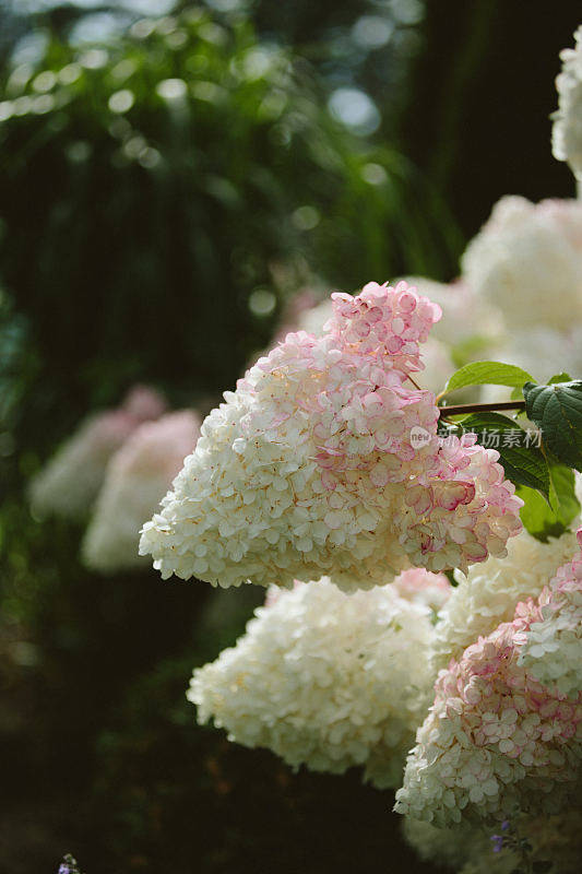 绣球花花