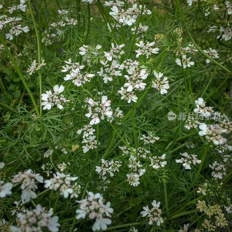 香菜绿色草本植物与白花生长在农场花园