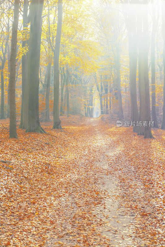 在一个美丽的雾蒙蒙的秋日，穿过一片雾蒙蒙的森林