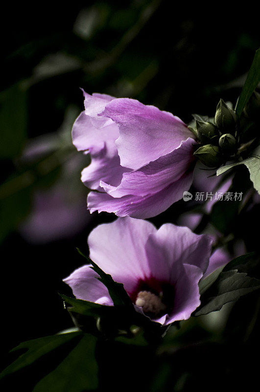 盛开的粉红色的芙蓉花