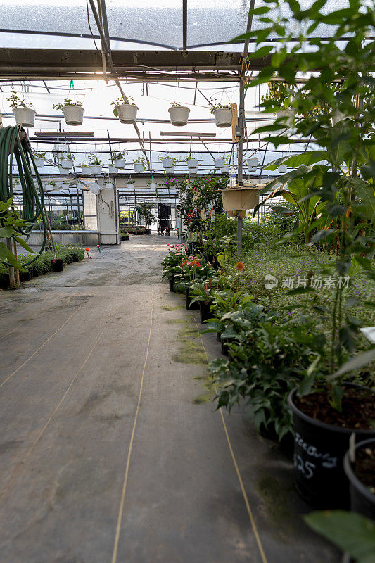 温室内的植物和吊篮