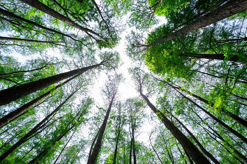 阳光在山毛榉树森林