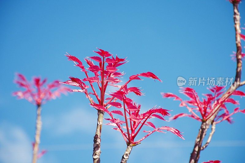 中国红木(香椿)叶