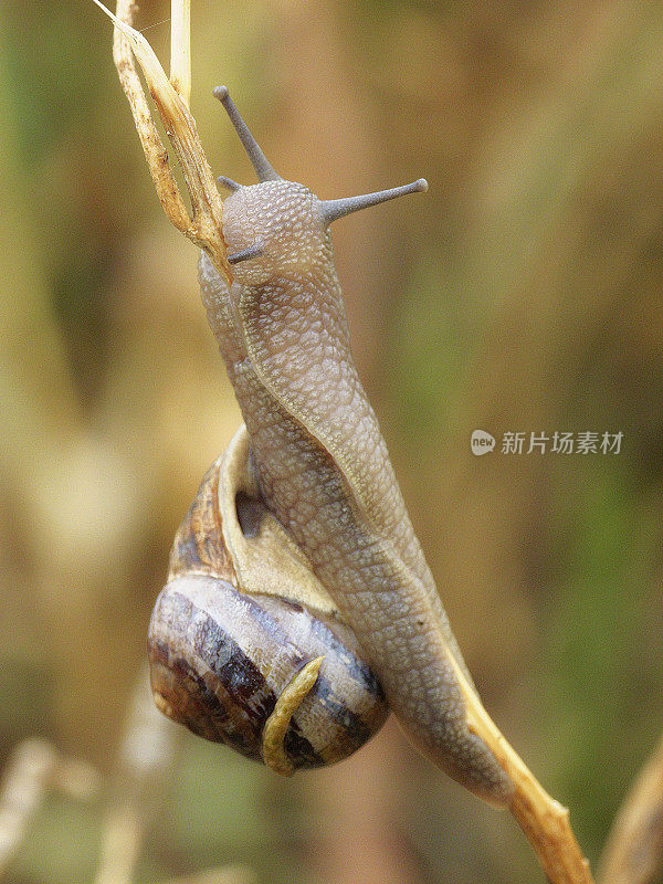 一只花园蜗牛爬上一根枯死的茎