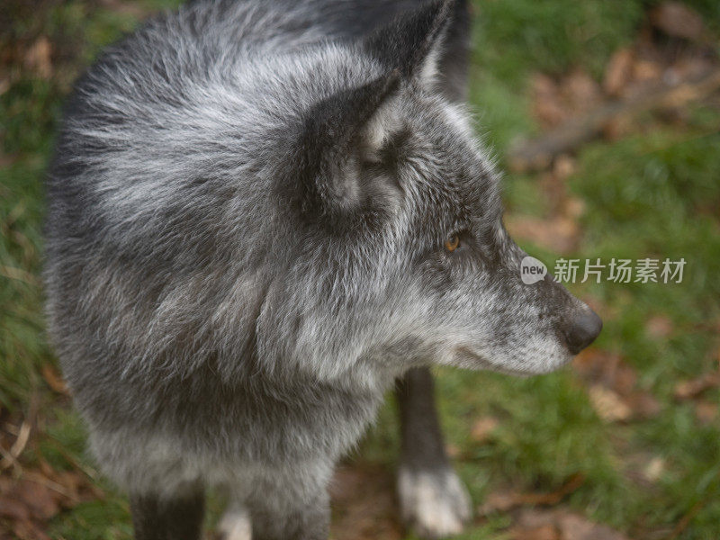 灰太狼，转过身去