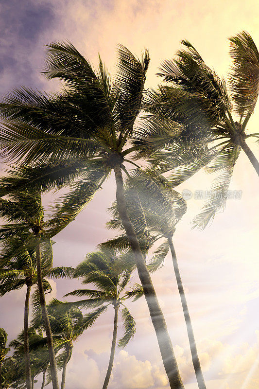 有风的暴风雨和摇摆的棕榈树