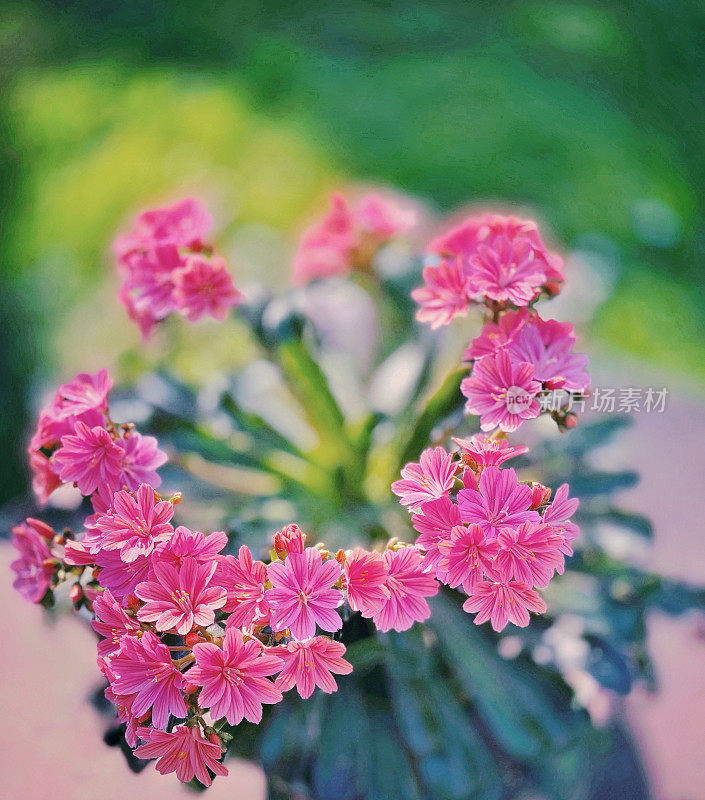 粉红色kal鳀花盛开