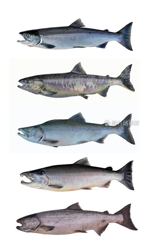 美国阿拉斯加的鲑鱼