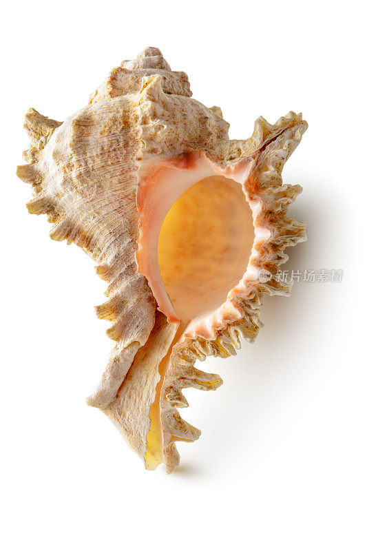 自然:白色背景上孤立的海螺壳