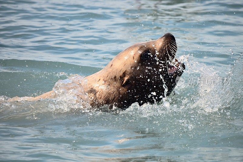 虎头海狮浮出水面