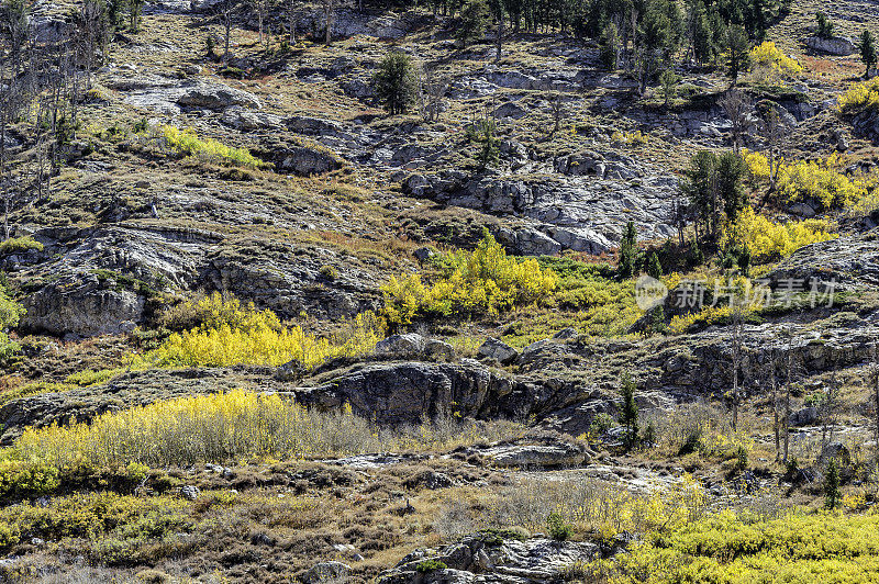 内华达红宝石山的拉莫耶峡谷里的彩色白杨(震颤杨树)。横穿拉莫耶峡谷的国家森林风景小径。