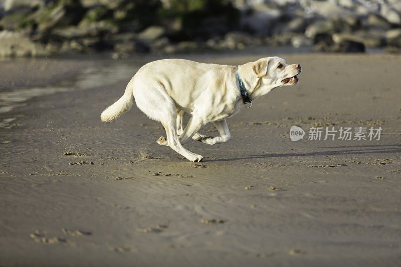 海滩上的金色拉布拉多寻回犬