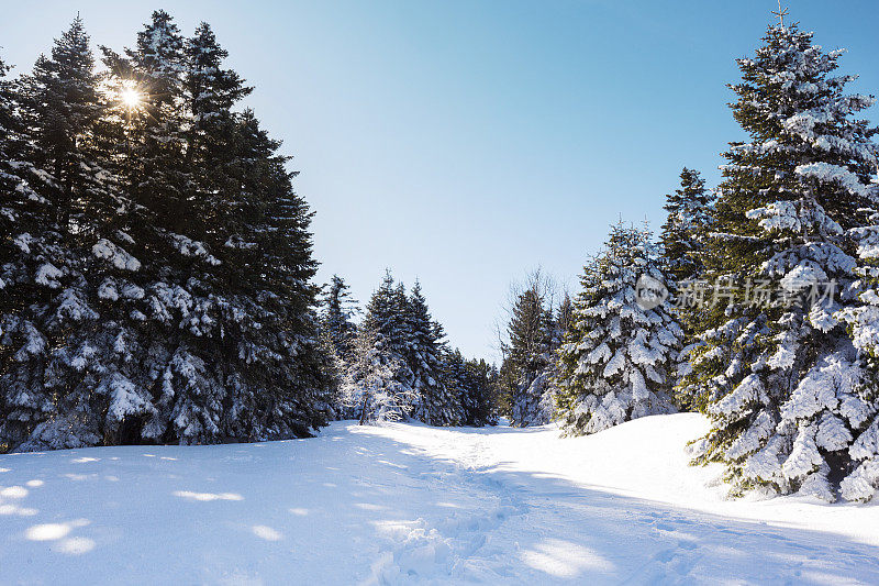 美丽的冬季景观和白雪覆盖的树木