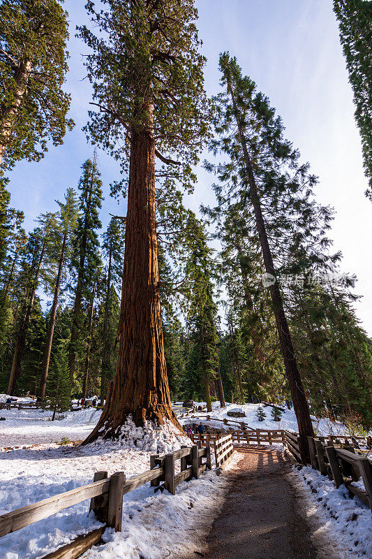 加州红杉国家公园里的巨型红杉树